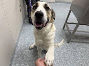 Great Pyrenees and Mixed Breed Dogs Available for Adoption - SUNNY | PetCurious