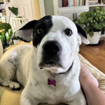 American Bulldog Dogs Available for Adoption in Columbia, South Carolina - Savannah | PetCurious
