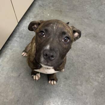 Mixed Breed Dogs Available for Adoption in Dickinson, Texas - Sebastian | PetCurious
