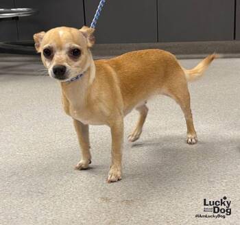 Lydia -  Chihuahua Dog for Adoption in Washington, District Of Columbia - Lydia | PetCurious