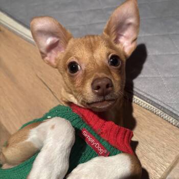 Rescue Terrier and Chihuahua Dogs for Adoption in Richmond, Texas - Sonic | PetCurious