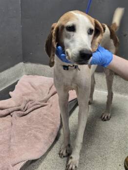 MURIEL -  Treeing Walker Coonhound Dog for Adoption in Tallahassee, Florida - MURIEL | PetCurious