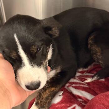 German Shepherd Dog and Black Labrador Retriever Dogs Available for Adoption in Tupelo, Mississippi - Bashful | PetCurious