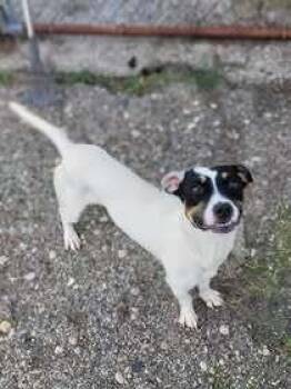 Ryder -  Jack Russell Terrier Dog for Adoption in Mishawaka, Indiana - Ryder | PetCurious