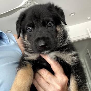 Foghorn Leghorn -  German Shepherd Dog Dog for Adoption in Freeport, Florida - Foghorn Leghorn | PetCurious
