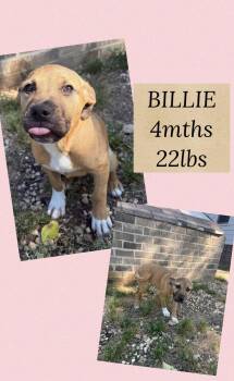 Terrier Dogs Available for Adoption in Holbrook, New York - BILLIE | PetCurious