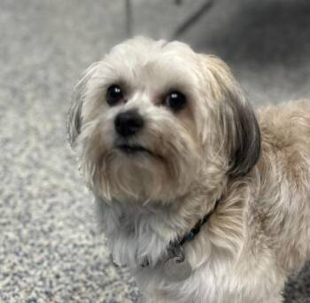 Lexi -  Havanese Dog for Adoption in Golden, Colorado - Lexi | PetCurious