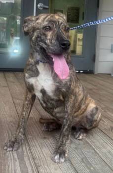 Plott Hound Dogs Available for Adoption - Mitzi | PetCurious