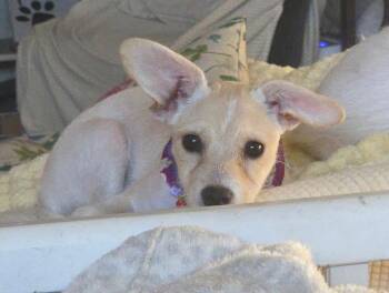Fawn -  Jack Russell Terrier Dog for Adoption in Lodi, California - Fawn | PetCurious
