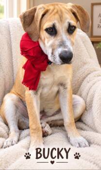 Bucky -  Hound and Mixed Breed Dog for Adoption in Tomball, Texas - Bucky | PetCurious