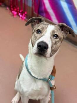 Catahoula Leopard Dog Dogs Available for Adoption - El | PetCurious