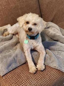 Maltipoo and Bichon Frise Dogs Available for Adoption in Coppell, Texas - Sissy | PetCurious