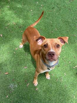American Bulldog Dogs Available for Adoption in Lakeland, Florida - Tuck | PetCurious