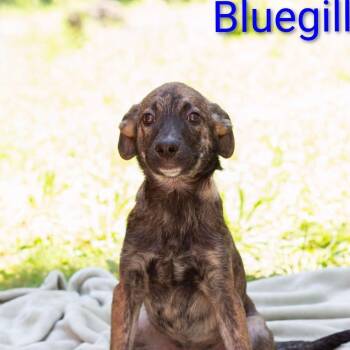 Blue Gill -  Mixed Breed Dog for Adoption in Knoxville, Tennessee - Blue Gill | PetCurious