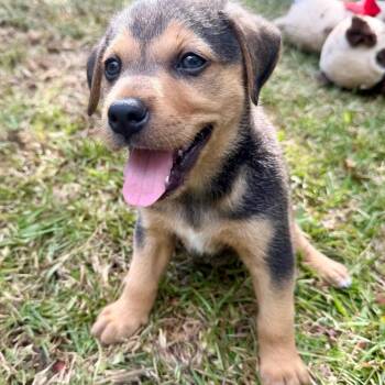 Cooper_2_3_4 -  Beagle and Mixed Breed Dog for Adoption in Opelika, Alabama - Cooper_2_3_4 | PetCurious
