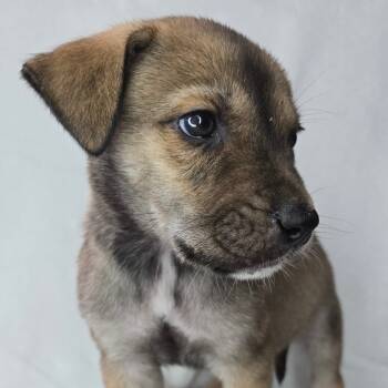 Rescue Labrador Retriever and Shepherd Dogs for Adoption in San Antonio, Texas - Daniel | PetCurious