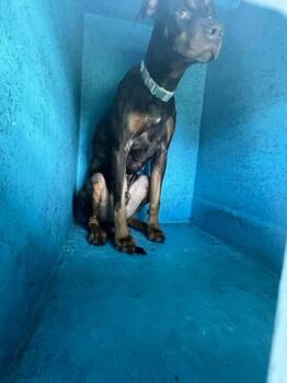 Mixed Breed Dogs Available for Adoption in West Palm Beach, Florida - CODY | PetCurious