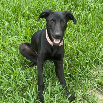 Rescue Black Labrador Retriever and German Shorthaired Pointer Dogs for Adoption in Houston, Texas - Raven | PetCurious
