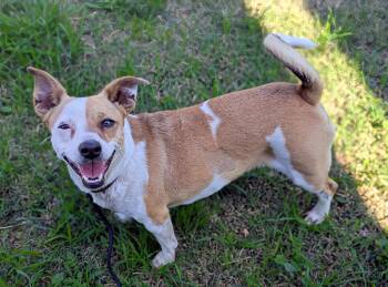 Rescue Jack Russell Terrier Dogs for Adoption in Kingsburg, California - Sookie | PetCurious