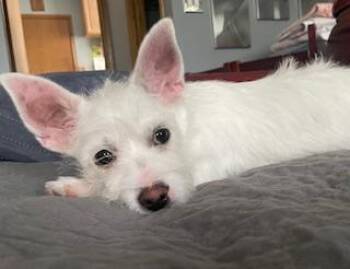 Terrier and Chihuahua Dogs Available for Adoption in Plainfield, Illinois - Cookie | PetCurious