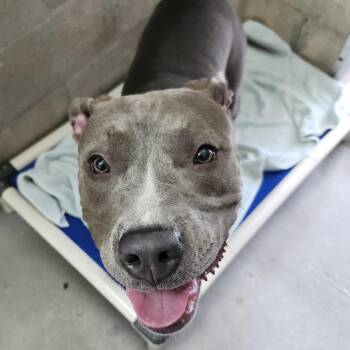 Arya -  Terrier Dog for Adoption in Clearwater, Florida - Arya | PetCurious