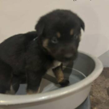 Rescue Rottweiler Dogs for Adoption in Niagara Falls, Ontario - Sprite (20251022-04) | PetCurious