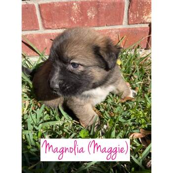 Shar Pei and Husky Dogs Available for Adoption - Maggie | PetCurious