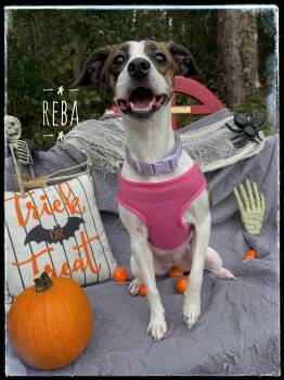 Rescue Jack Russell Terrier Dogs for Adoption in Sebring, Florida - Reba | PetCurious