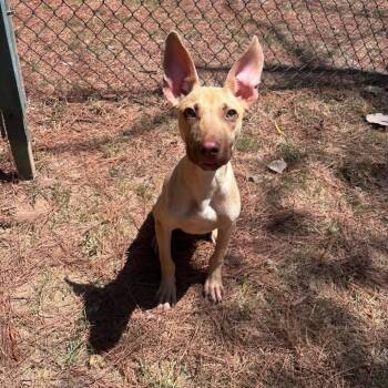 Bowie -  Mixed Breed Dog for Adoption in Auburn, New Hampshire - Bowie | PetCurious