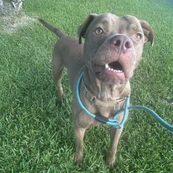 Mikey -  Pit Bull Terrier Dog for Adoption in Pearland, Texas - Mikey | PetCurious