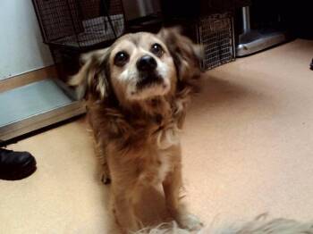 BEN -  Terrier and Mixed Breed Dog for Adoption in Martinez, California - BEN | PetCurious