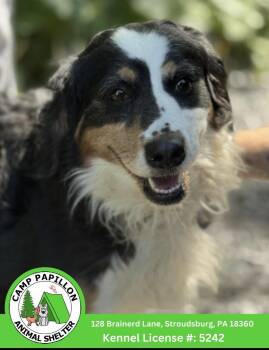 Mew -  Bernese Mountain Dog and Poodle Dog for Adoption in Stroudsburg, Pennsylvania - Mew | PetCurious