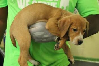 Jade -  Hound and Mixed Breed Dog for Adoption in Picayune, Mississippi - Jade | PetCurious