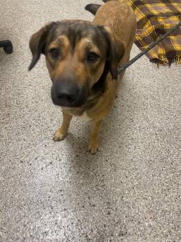 Tater Tot -  Mixed Breed Dog for Adoption in Vancouver, Washington - Tater Tot | PetCurious