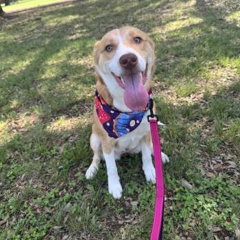 Hope -  Labrador Retriever Dog for Adoption in Floresville, Texas - Hope | PetCurious