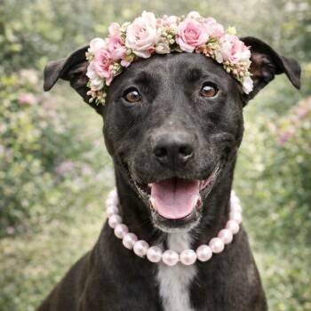 Labrador Retriever and Mixed Breed Dogs Available for Adoption in Houston, Texas - Beatrice | PetCurious