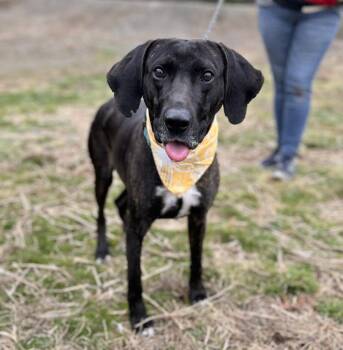 Hound and Mixed Breed Dogs Available for Adoption - Frazier | PetCurious