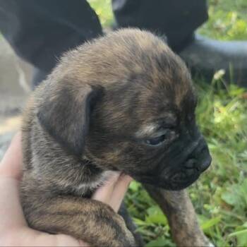 WV Puppy Shelly -  German Shepherd Dog and Husky Dog for Adoption in Fairfax Station, Virginia - WV Puppy Shelly | PetCurious
