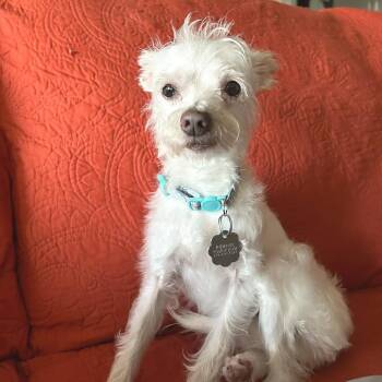 Coco -  Chihuahua and Maltese Dog for Adoption in Lewisville, Texas - Coco | PetCurious