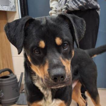 Labrador Retriever and Rottweiler Dogs Available for Adoption - Solomon | PetCurious