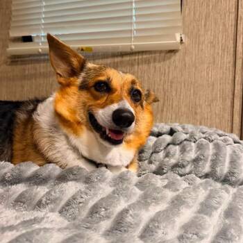 Eevee -  Corgi Dog for Adoption in Madrid, Iowa - Eevee | PetCurious