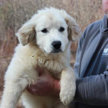 Great Pyrenees and Husky Dogs Available for Adoption - CT Neptune | PetCurious