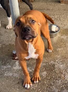 Cukela -  Hound and Mixed Breed Dog for Adoption in Morristown, New Jersey - Cukela | PetCurious