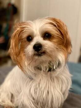 Tank -  Terrier and Mixed Breed Dog for Adoption in Harbor Springs, Michigan - Tank | PetCurious