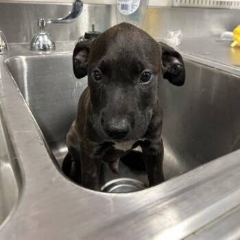 Salami (LT PPL) -  Labrador Retriever and Mixed Breed Dog for Adoption in League City, Texas - Salami (LT PPL) | PetCurious