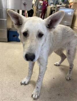 ICEE -  German Shepherd Dog Dog for Adoption in Riverside, California - ICEE | PetCurious