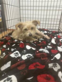 Honey -  Yorkshire Terrier Dog for Adoption in Pine Grove, Pennsylvania - Honey | PetCurious