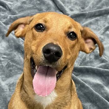 Rescue Rhodesian Ridgeback and Black Mouth Cur Dogs for Adoption in Brenham, Texas - Finn | PetCurious
