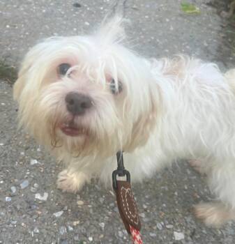 Rescue Maltese Dogs for Adoption in New York, New York - POOCH "In NY: Foster Or Forever Home Needed!" | PetCurious