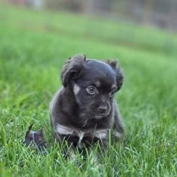 Teagan -  Chihuahua and Mixed Breed Dog for Adoption in Alma, Wisconsin - Teagan | PetCurious
